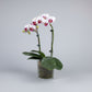 Phalaenopsis (Moth Orchid)