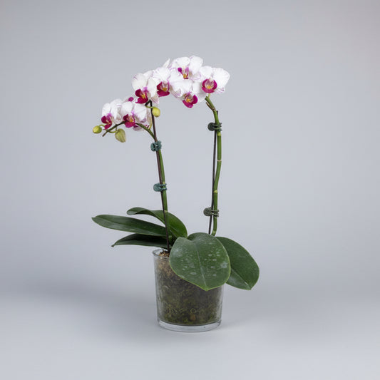 Phalaenopsis (Moth Orchid)