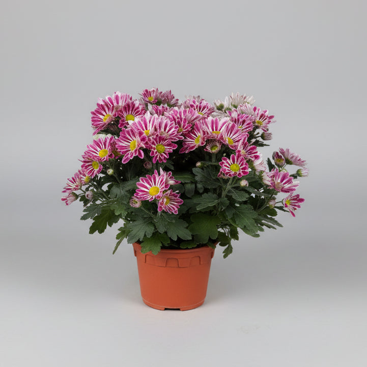 Chrysanthemum morifolium