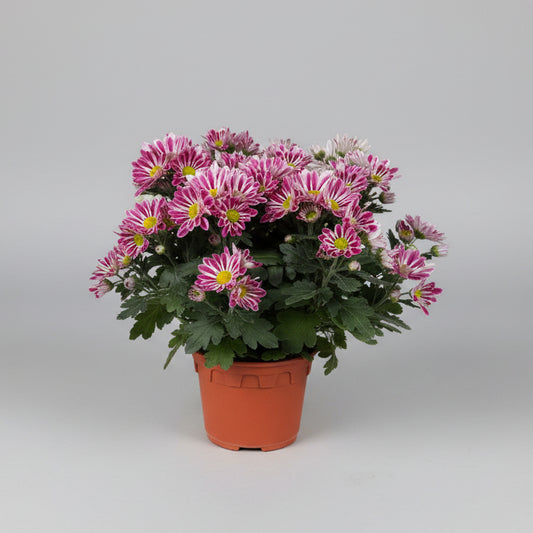 Chrysanthemum morifolium