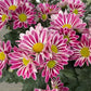 Chrysanthemum morifolium