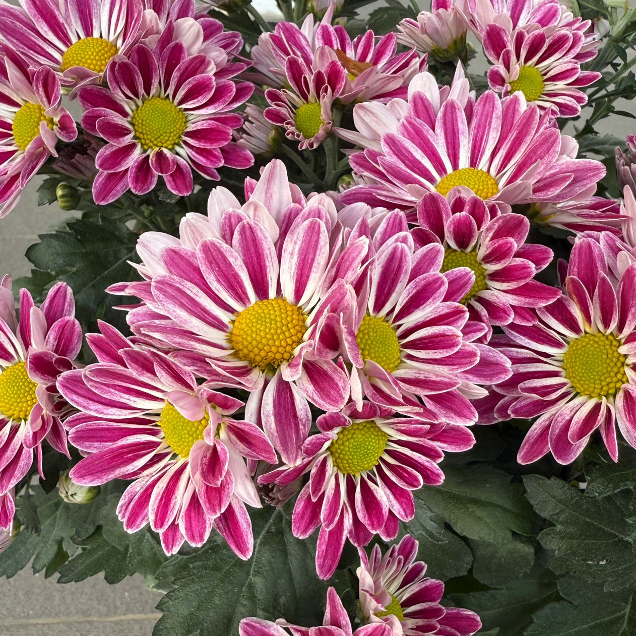 Chrysanthemum morifolium