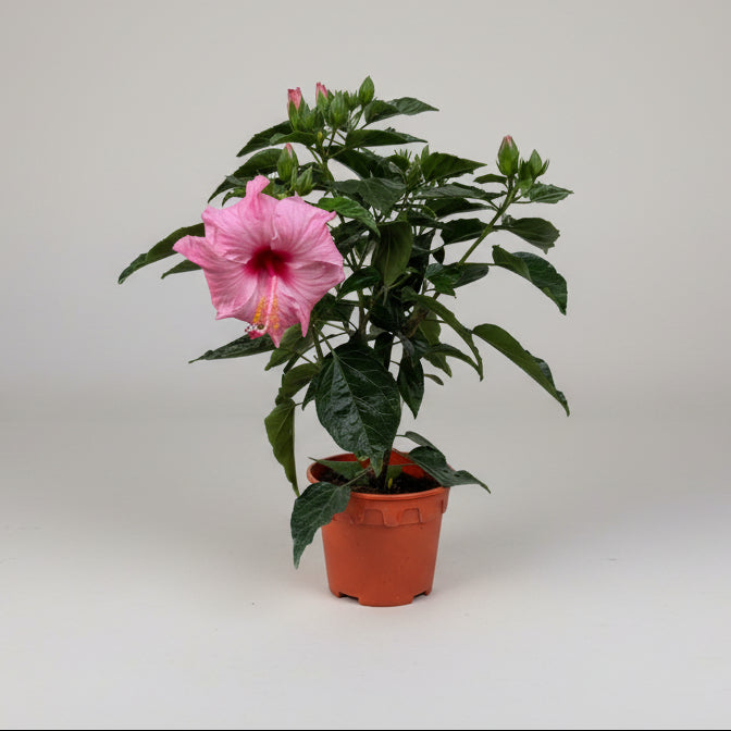 Hibiscus (15cm pot)