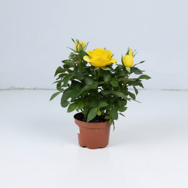 Rosa hybrid (Mini Rose) 10.5cm pot