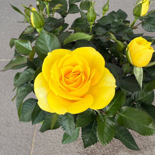 Rosa hybrid (Mini Rose) 10.5cm pot