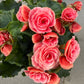 Begonia Rose (Begonia Elatior/Begonia x hiemalis)
