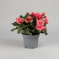 Begonia Rose (Begonia Elatior/Begonia x hiemalis)