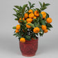 Mandarin Orange
