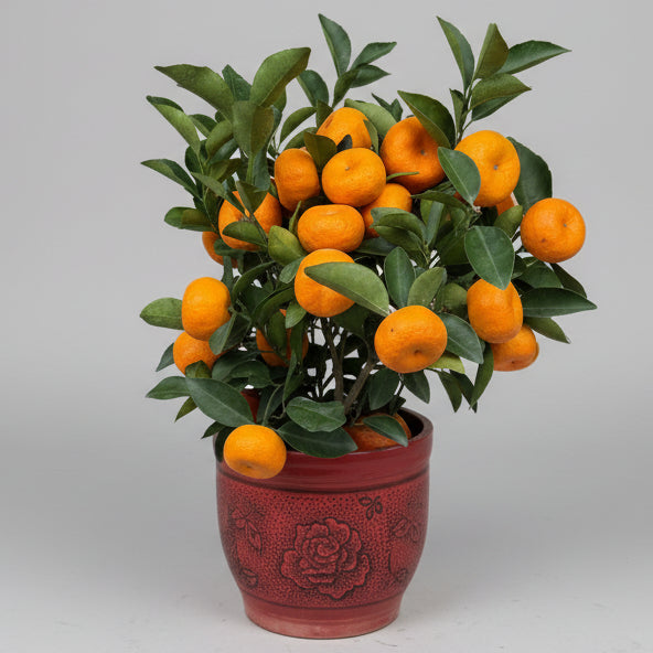 Mandarin Orange