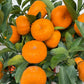 Mandarin Orange