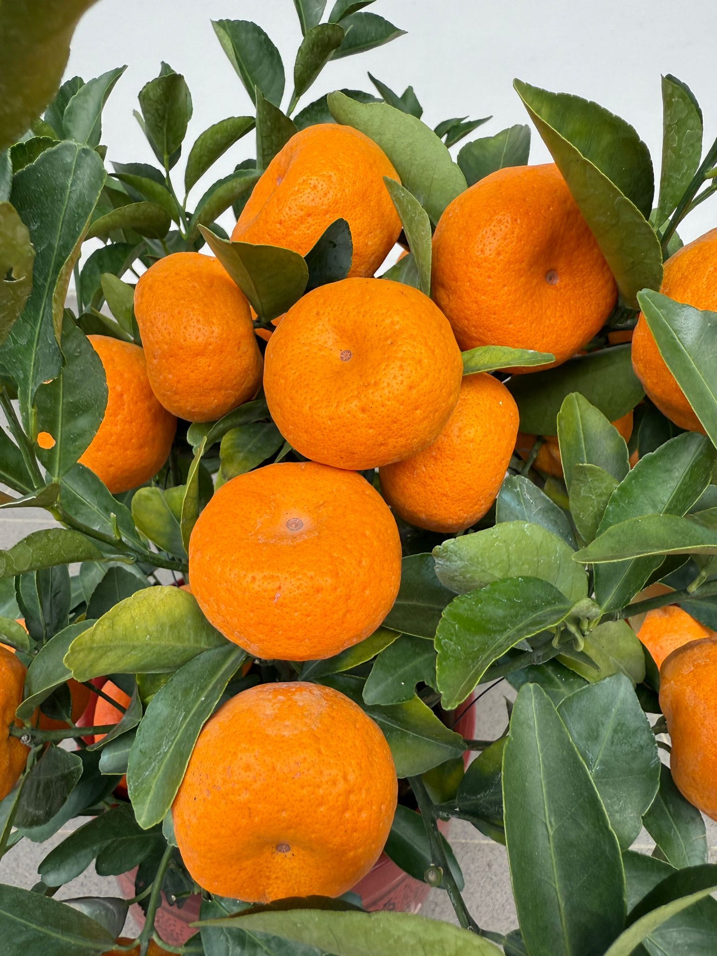 Mandarin Orange