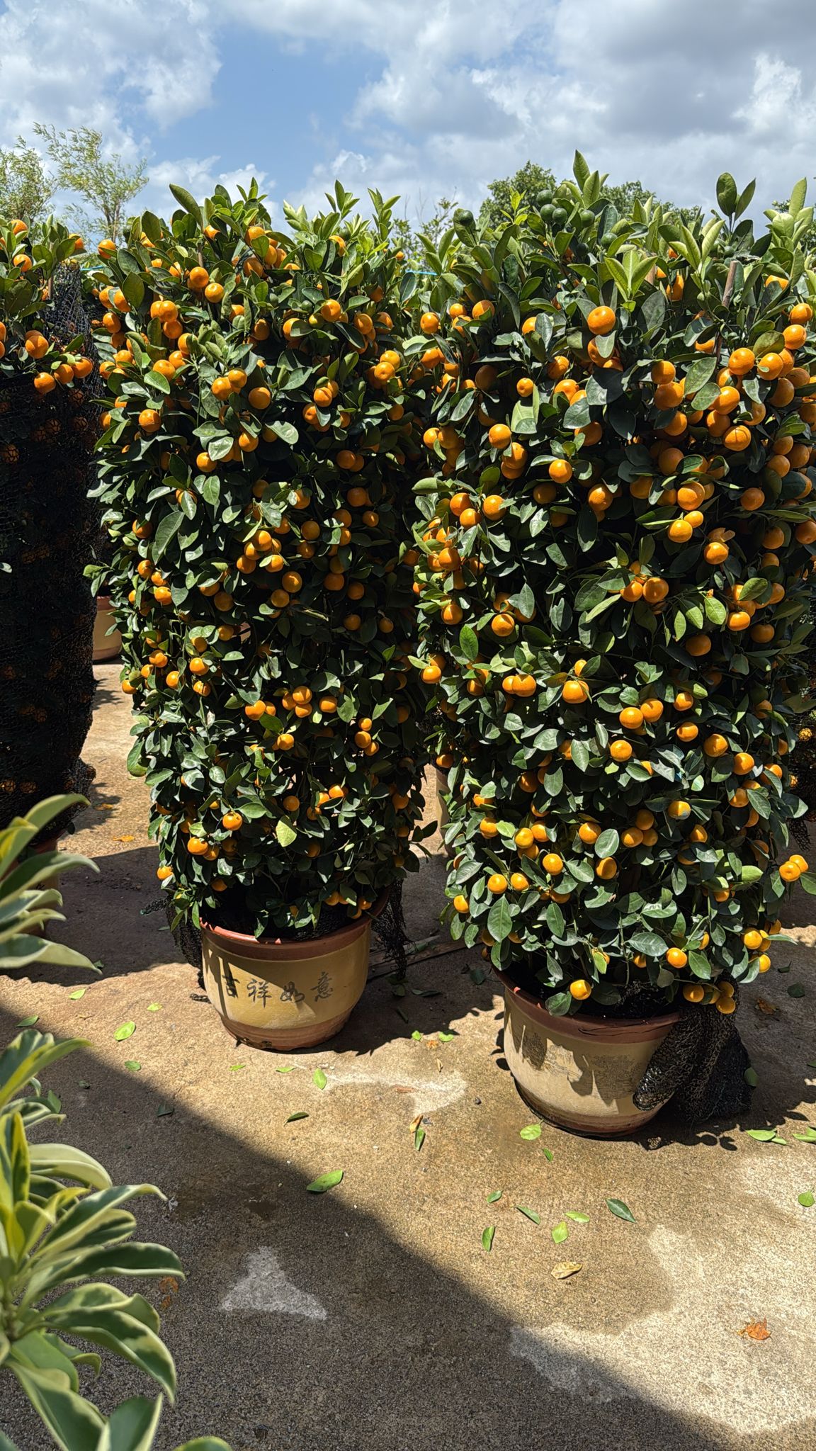 Four Seasons Lime (1.5m tall)