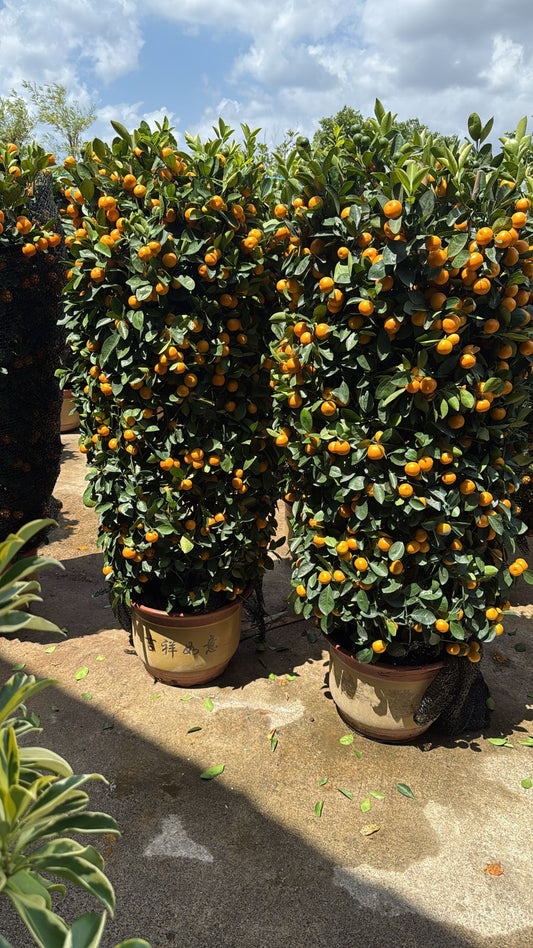 Four Seasons Lime (1.5m tall)