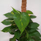 Golden Pothos Plant/Epipremnum (Money Plant) (0.7M)
