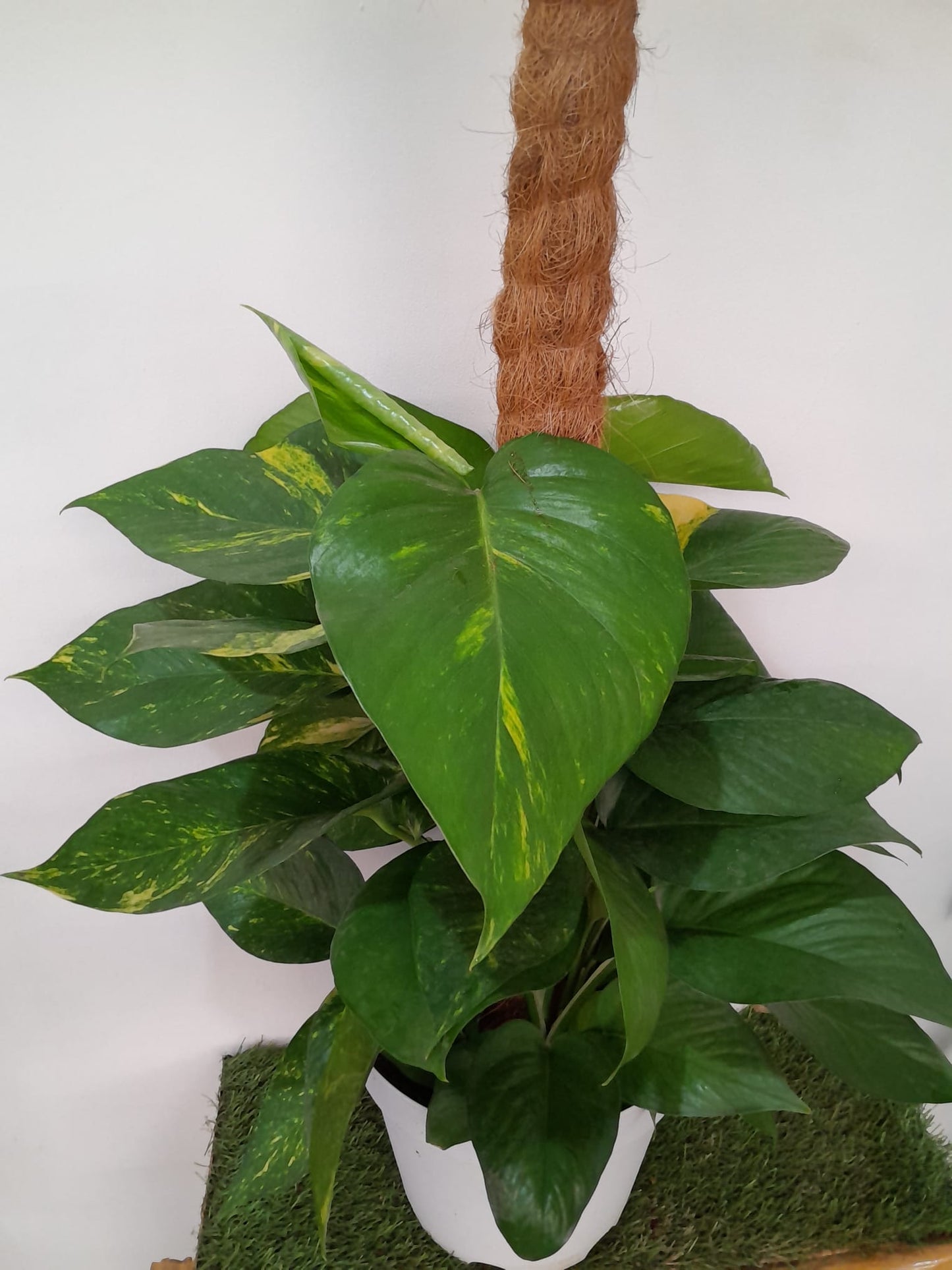 Golden Pothos Plant/Epipremnum (Money Plant) (0.7M)