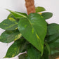 Golden Pothos Plant/Epipremnum (Money Plant) (0.7M)