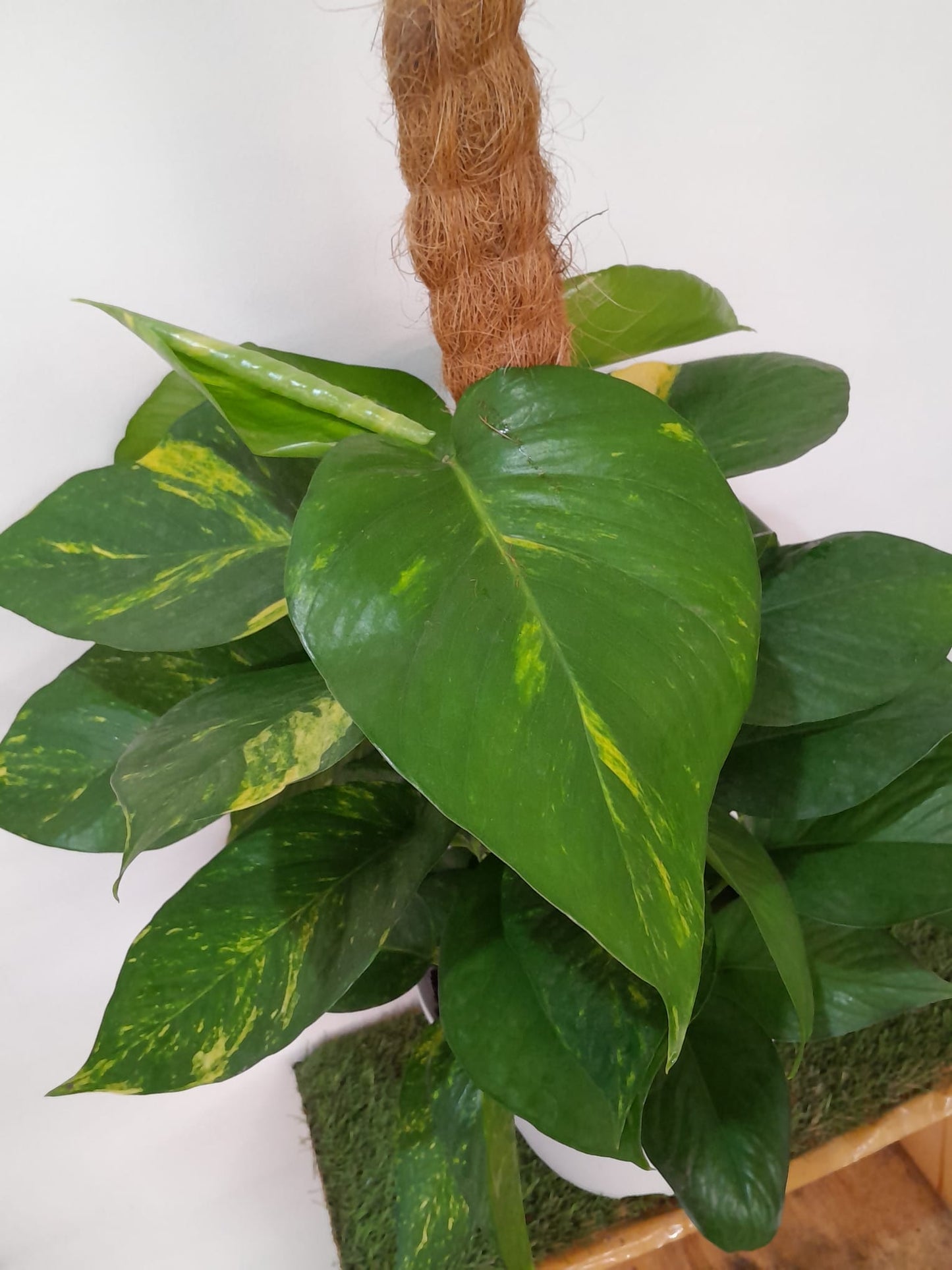 Golden Pothos Plant/Epipremnum (Money Plant) (0.7M)