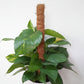 Golden Pothos Plant/Epipremnum (Money Plant) (0.7M)