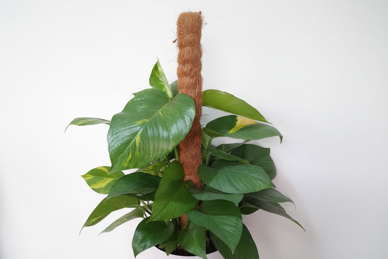 Golden Pothos Plant/Epipremnum (Money Plant) (0.7M)
