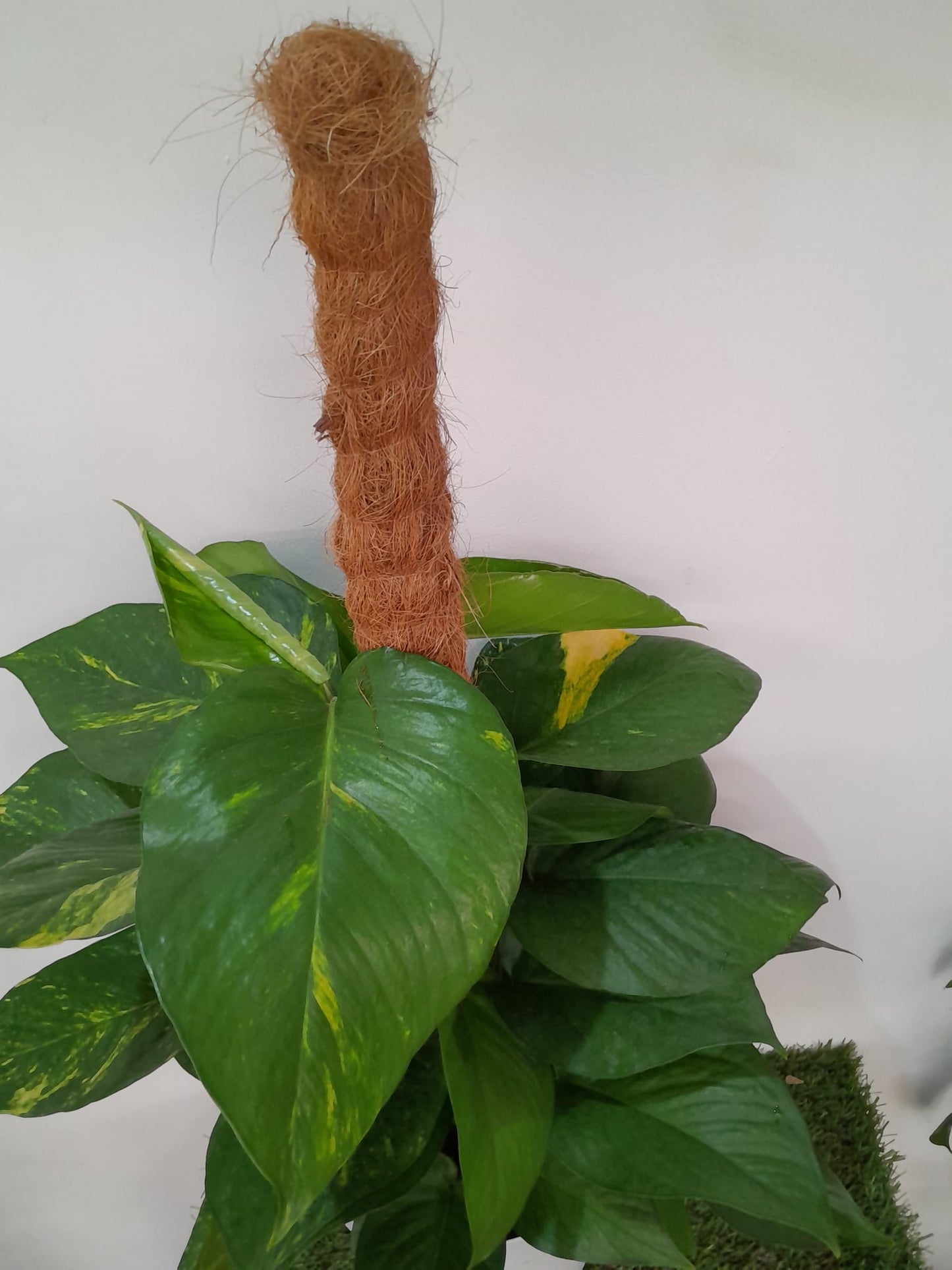 Golden Pothos Plant/Epipremnum (Money Plant) (0.7M)