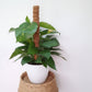 Golden Pothos Plant/Epipremnum (Money Plant) (0.7M)