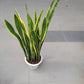 Snake Plant (07M-1.2M)