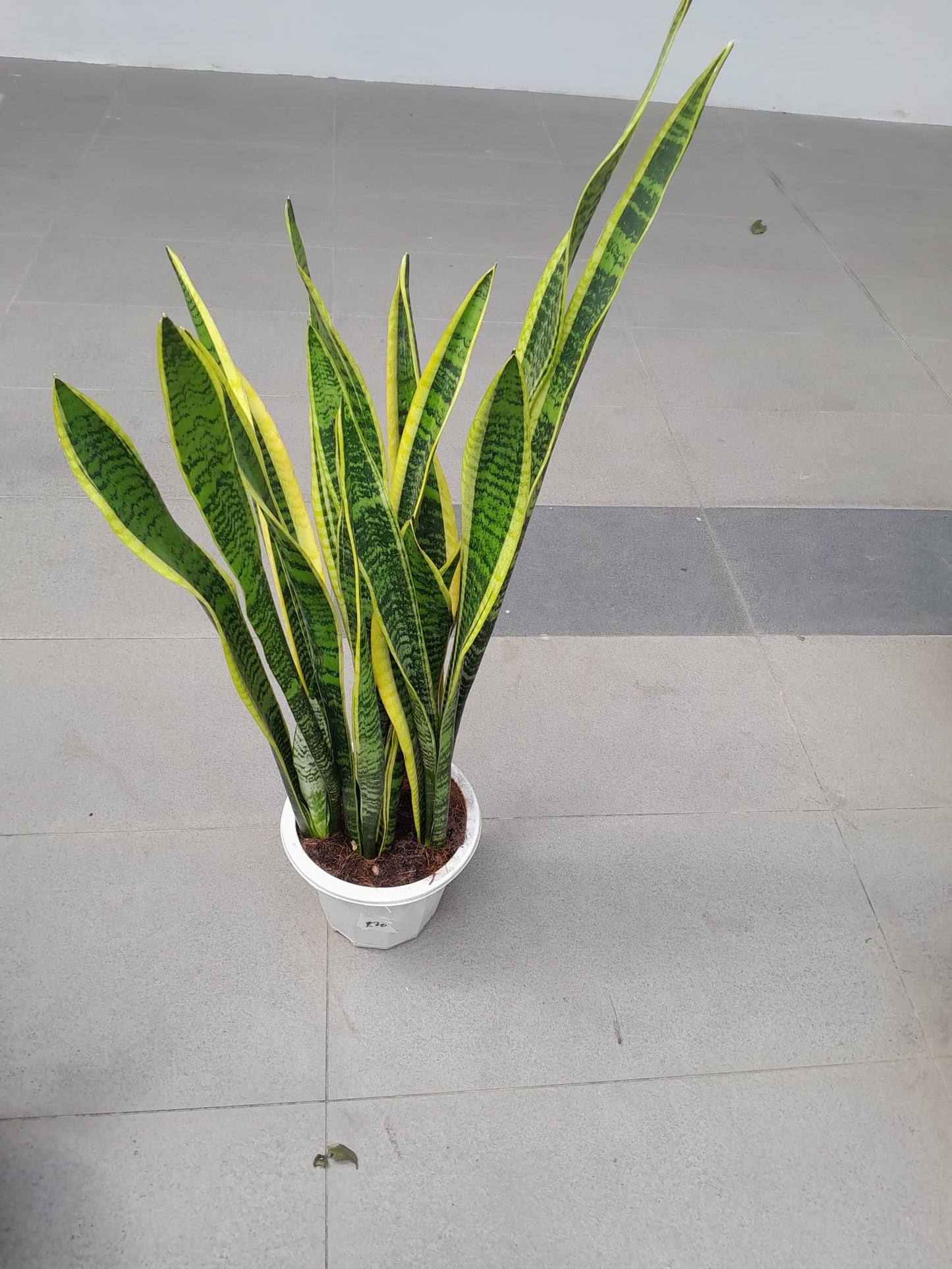 Snake Plant (07M-1.2M)