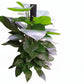 Money plant 0.7 M