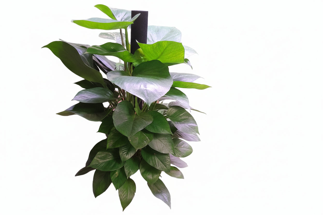 Money plant 0.7 M