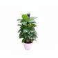 Money plant 0.7 M