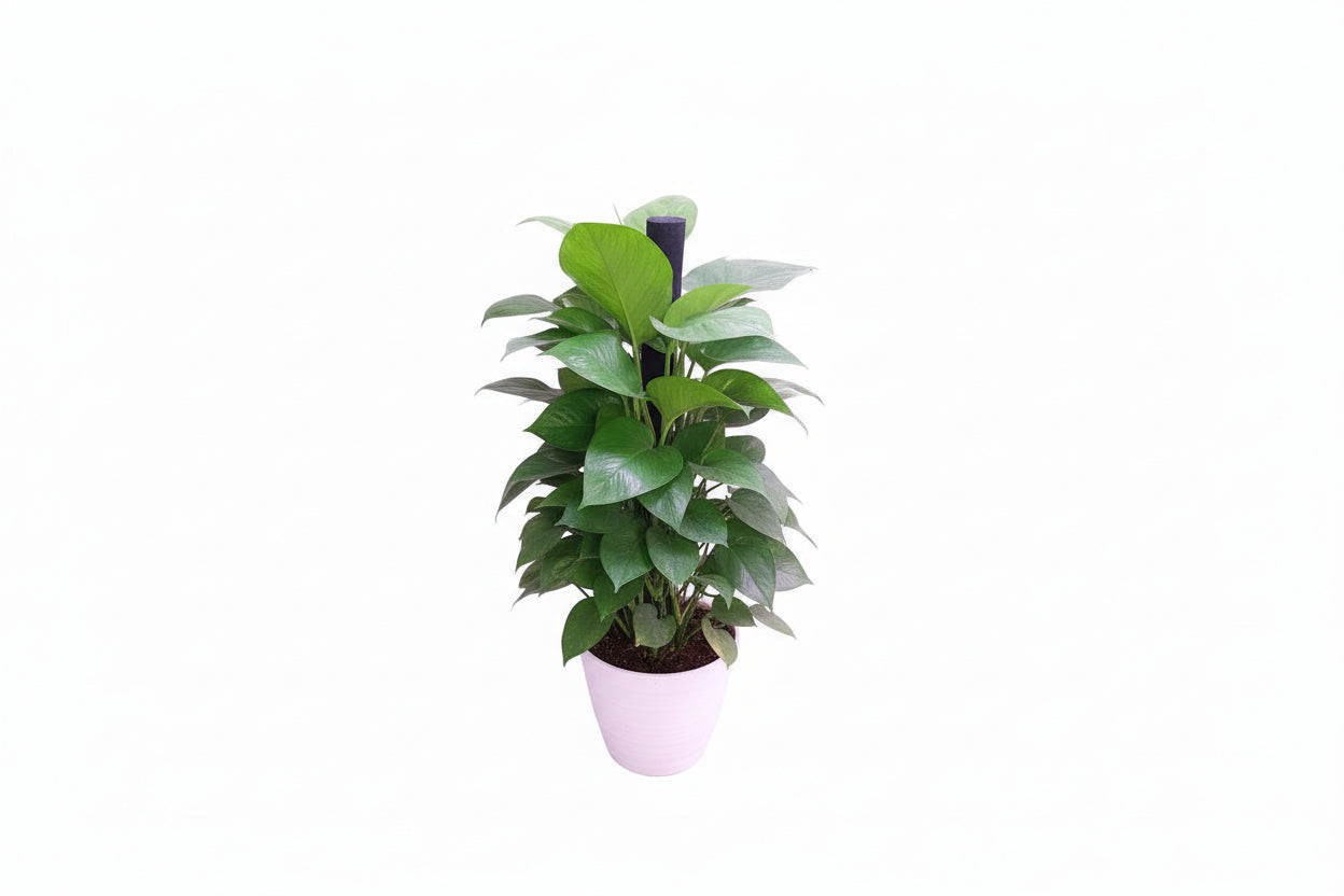Money plant 0.7 M