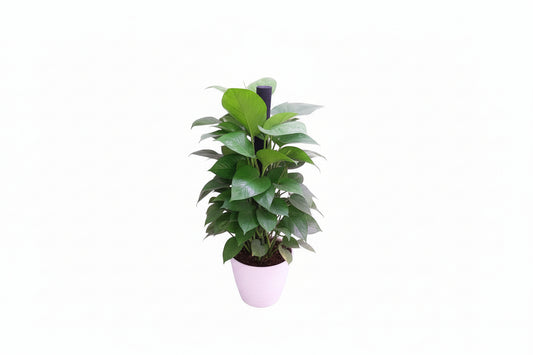 Money plant 0.7 M