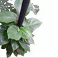 Money plant 0.7 M