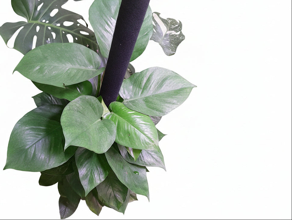Money plant 0.7 M