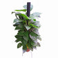 Money plant 0.7 M