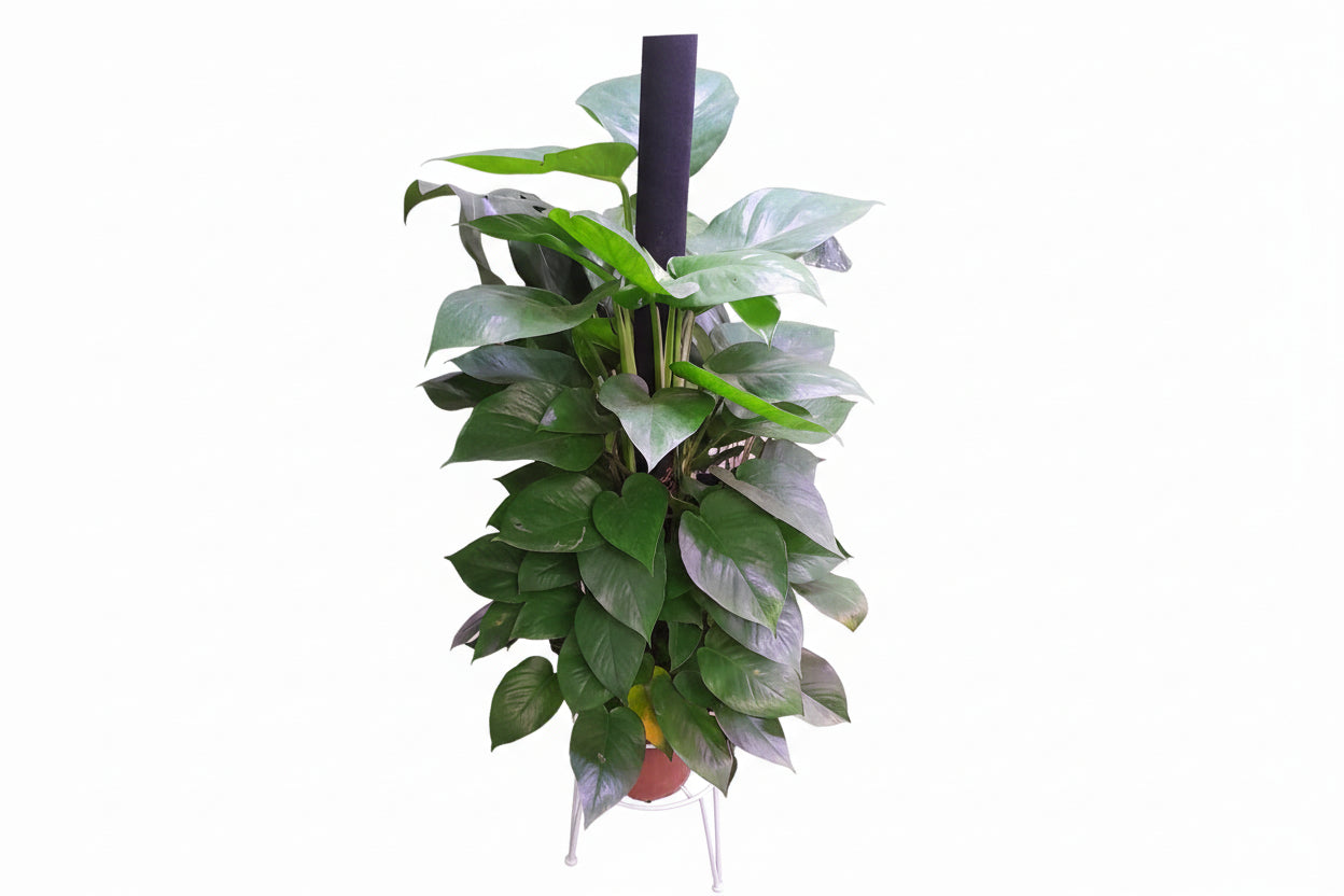 Money plant 0.7 M