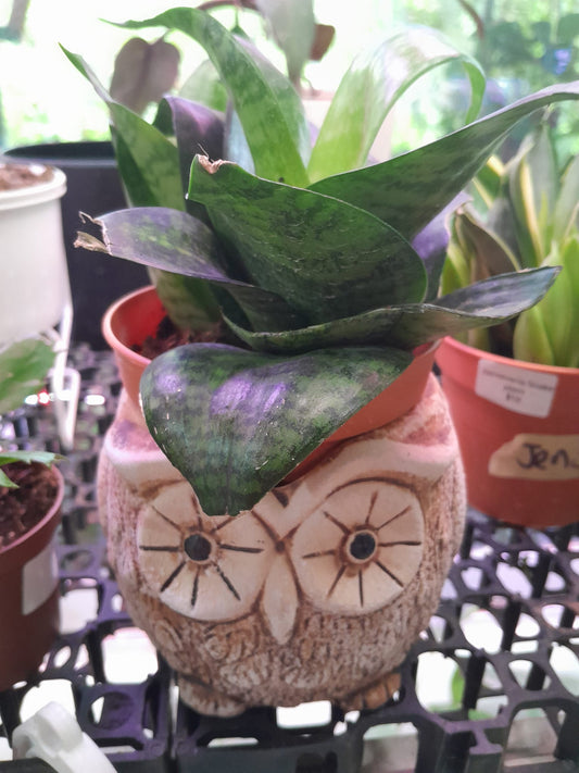 Dracaena Trifasciata  (Hahnii) in a cute owl pot