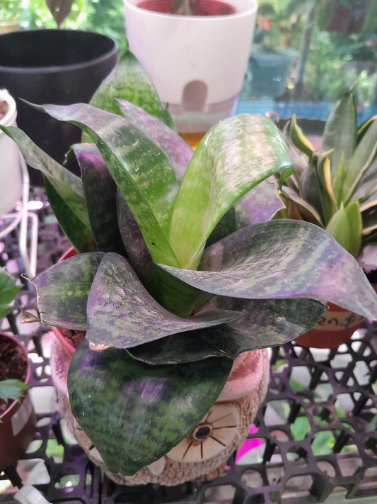 Dracaena Trifasciata  (Hahnii) in a cute owl pot