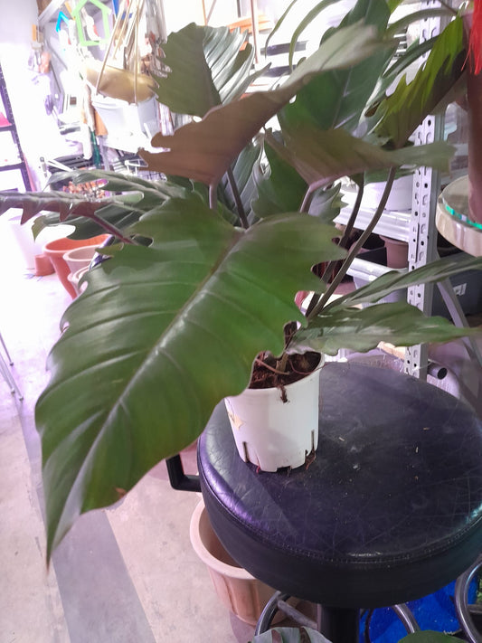 Philodendron(Pluto) (0.4M)