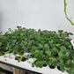 Tissue Cultured Heat Resistant SkyJapan Strawberry Seedling plants