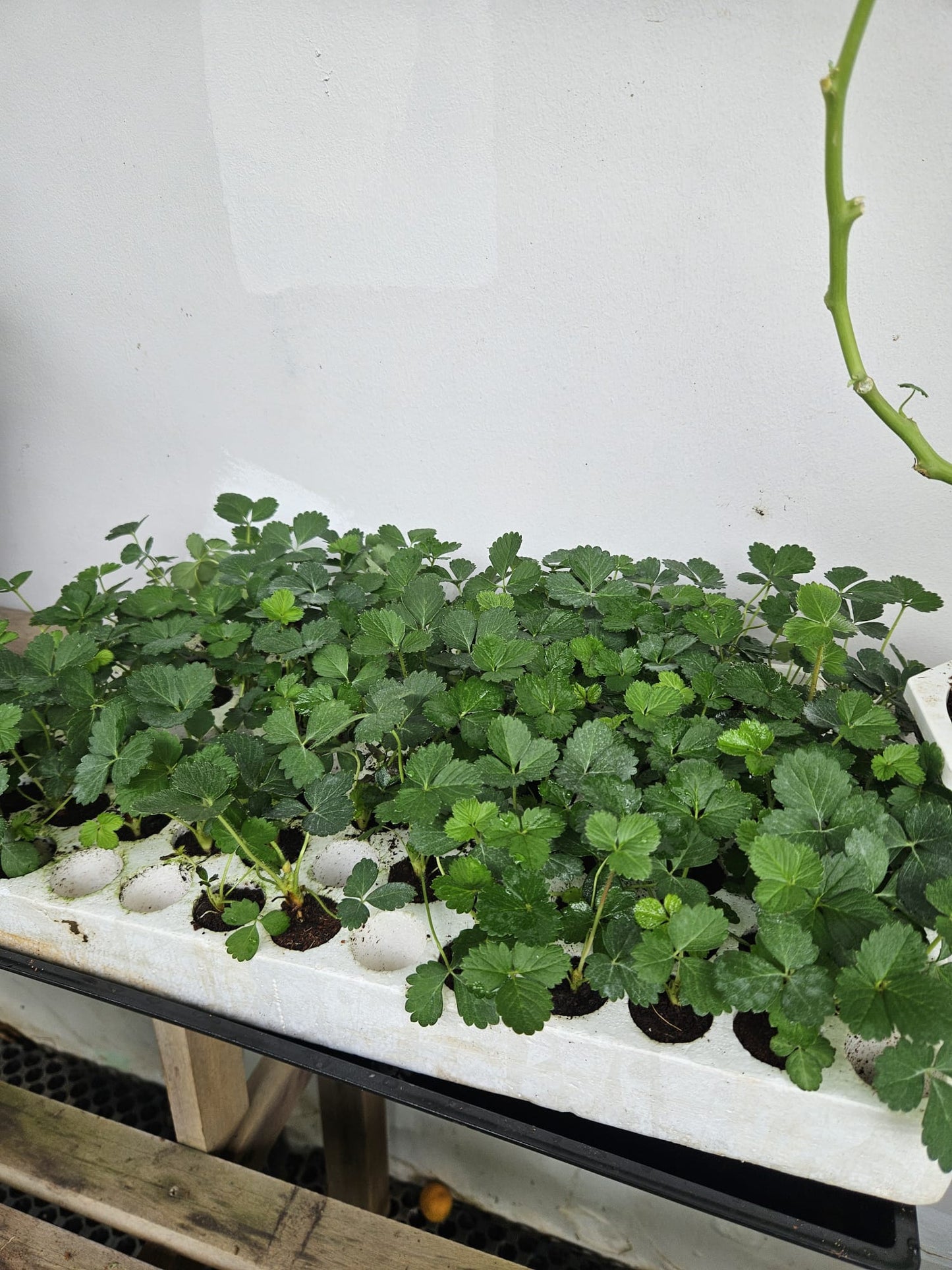 Tissue Cultured Heat Resistant SkyJapan Strawberry Seedling plants