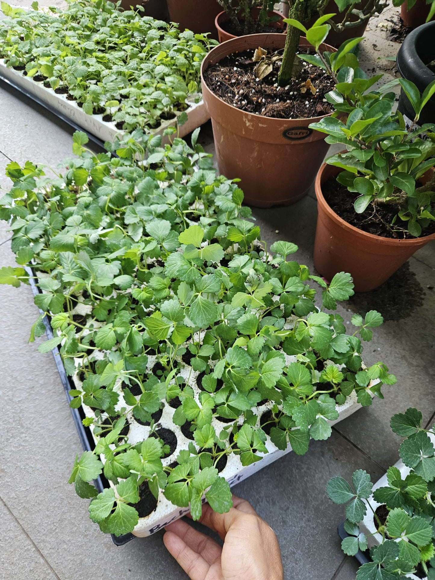 Tissue Cultured Snow White Strawberry seedling plant