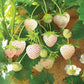 Tissue Cultured Snow White Strawberry seedling plant