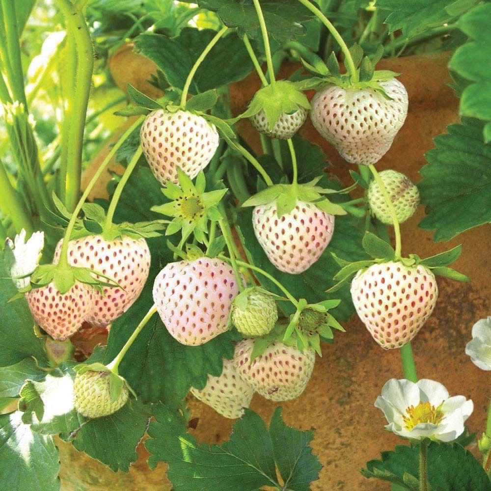 Tissue Cultured Snow White Strawberry seedling plant
