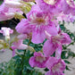 Pink Trumpet Vine
