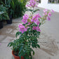 Pink Trumpet Vine