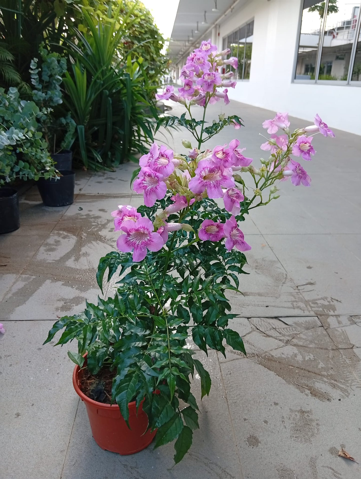 Pink Trumpet Vine