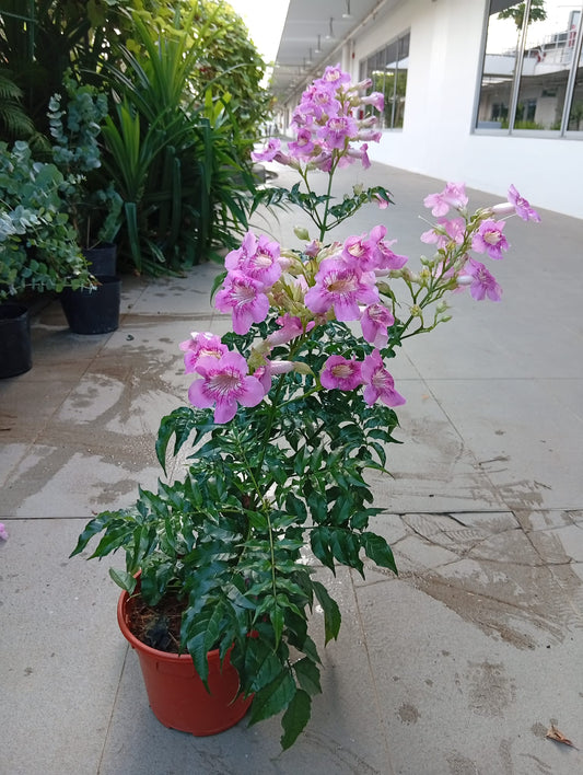 Pink Trumpet Vine