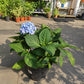 Tropical Hydrangea