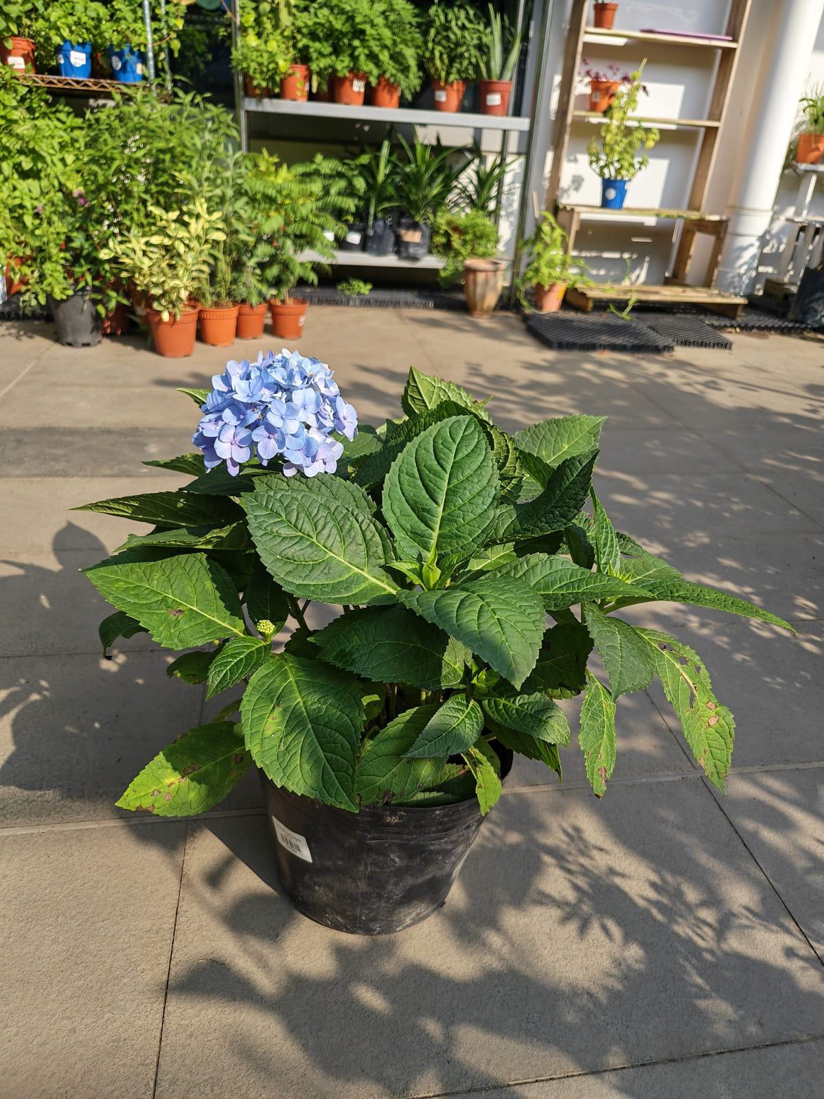 Tropical Hydrangea